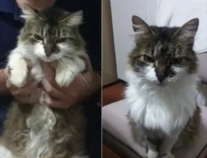 Gato raça SRD  idade 6 ou mais anos nome Docinho