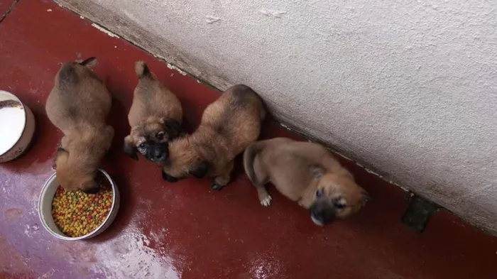 Cachorro ra a nao sei idade Abaixo de 2 meses nome nao tem