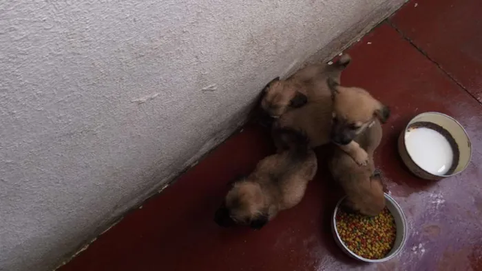 Cachorro ra a nao sei idade Abaixo de 2 meses nome nao tem