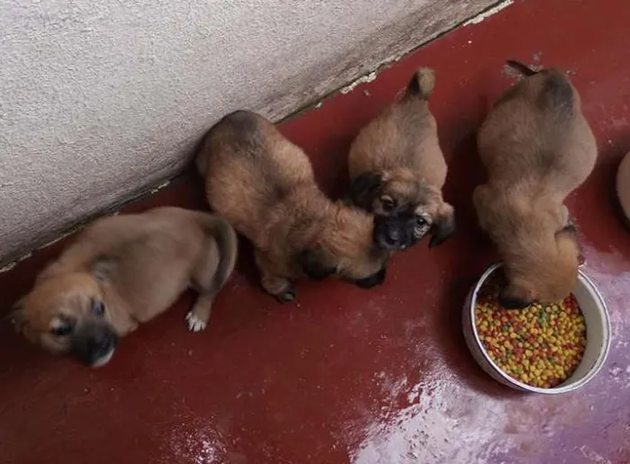 Cachorro ra a nao sei idade Abaixo de 2 meses nome nao tem