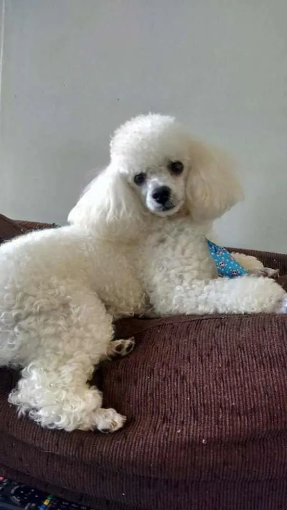 Cachorro ra a Poodle idade 2 anos nome Bred