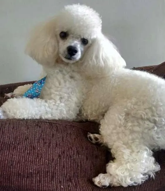 Cachorro ra a Poodle idade 2 anos nome Bred