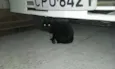 Aparecido