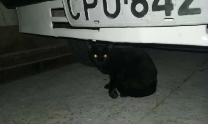 Gato ra a  idade 2 a 6 meses nome Aparecido