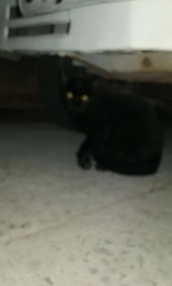 Gato ra a  idade 2 a 6 meses nome Aparecido