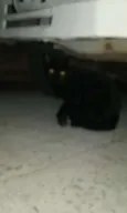 Aparecido