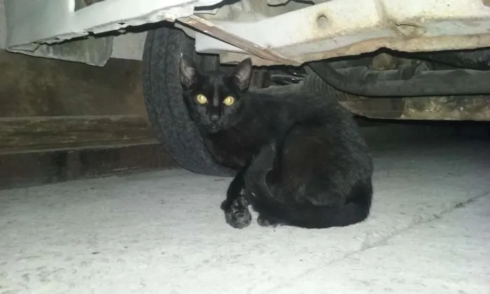 Gato ra a  idade 2 a 6 meses nome Aparecido