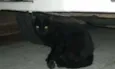 Aparecido