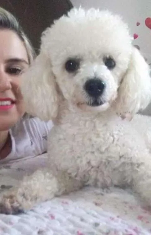 Cachorro ra a Poodle idade 2 anos nome Bred