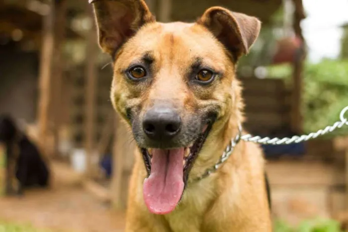 Cachorro ra a SRD idade 2 anos nome Billy