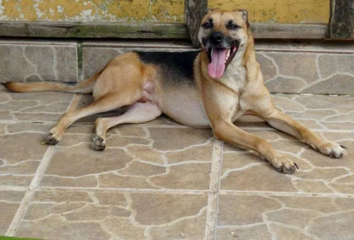 Cachorro ra a SRD idade 2 anos nome Billy