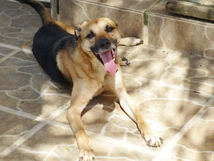 Cachorro ra a SRD idade 2 anos nome Billy