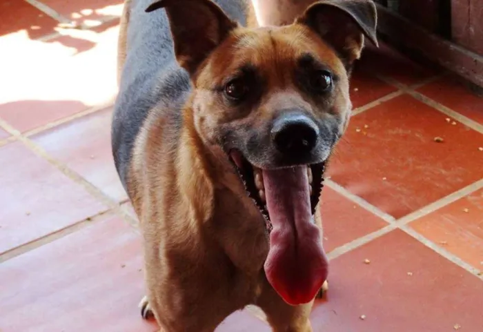 Cachorro ra a SRD idade 2 anos nome Billy