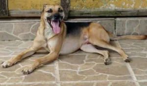 Cachorro raça SRD idade 2 anos nome Billy