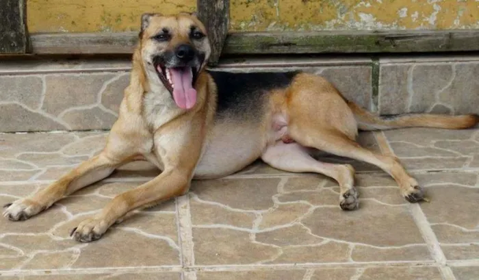 Cachorro ra a SRD idade 2 anos nome Billy