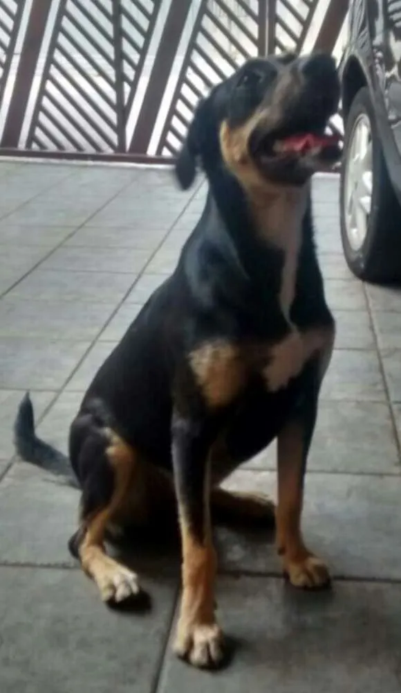 Cachorro ra a Srd idade 7 a 11 meses nome Wendy