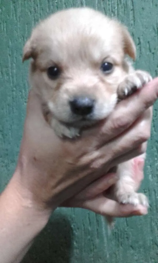 Cachorro ra a  idade Abaixo de 2 meses nome branquinha, caramel