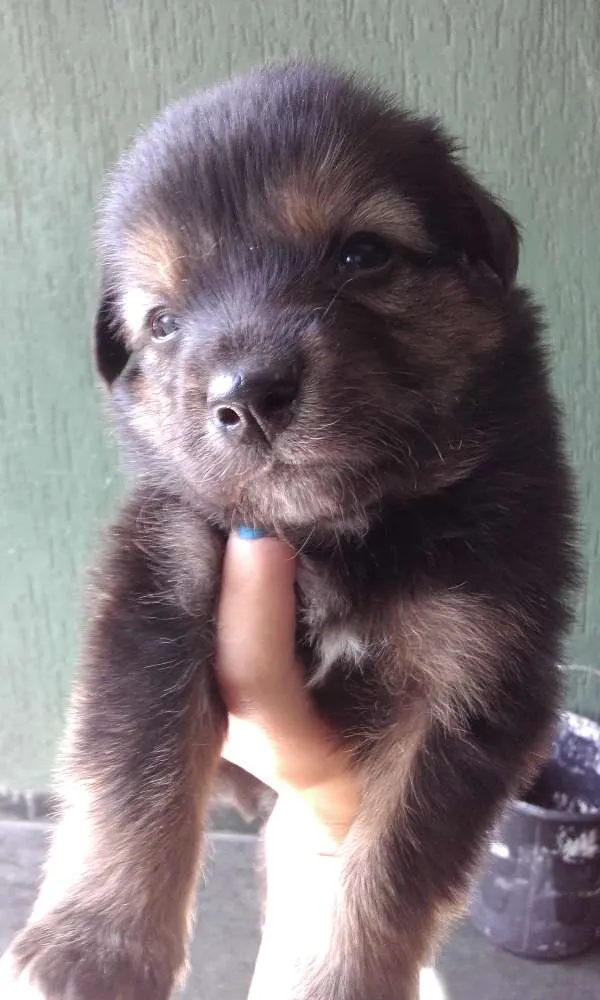 Cachorro ra a  idade Abaixo de 2 meses nome branquinha, caramel