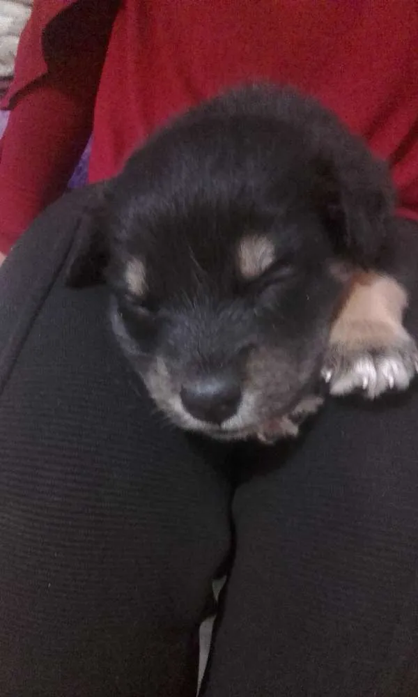 Cachorro ra a  idade Abaixo de 2 meses nome branquinha, caramel