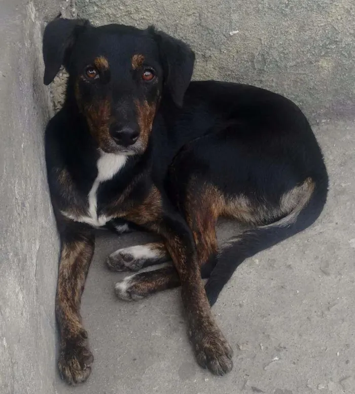 Cachorro ra a Misturado idade 1 ano nome Nao sei