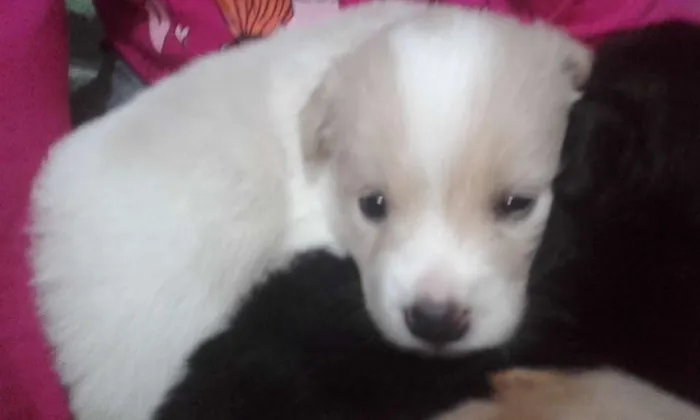 Cachorro ra a  idade Abaixo de 2 meses nome branquinha, caramel