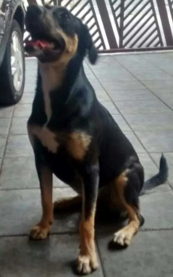 Cachorro ra a Srd idade 7 a 11 meses nome Wendy