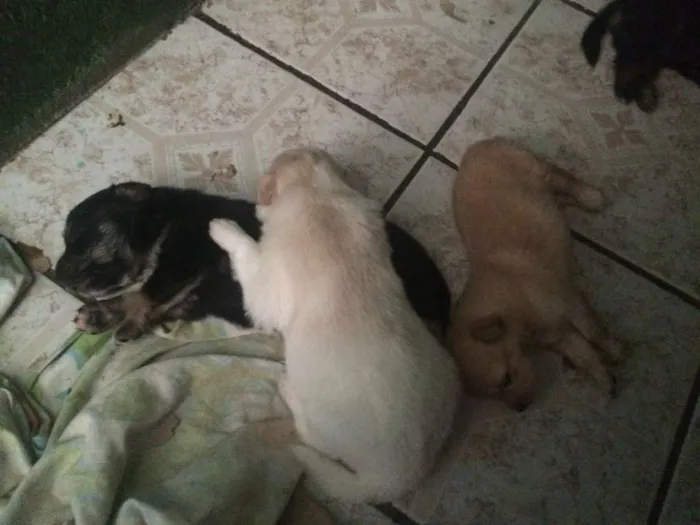 Cachorro ra a  idade Abaixo de 2 meses nome branquinha, caramel