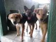 pretinha, max, bob