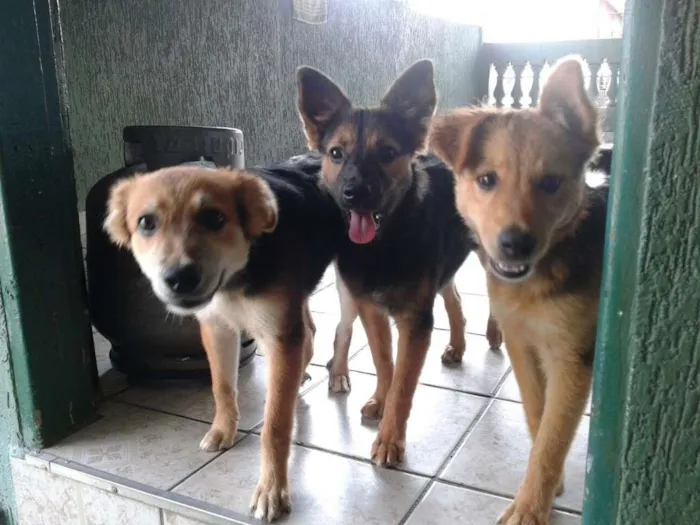 Cachorro ra a  idade 2 anos nome pretinha, max, bob