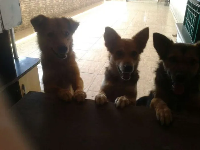 Cachorro ra a  idade 2 anos nome pretinha, max, bob