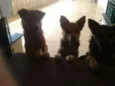 pretinha, max, bob
