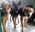 pretinha, max, bob