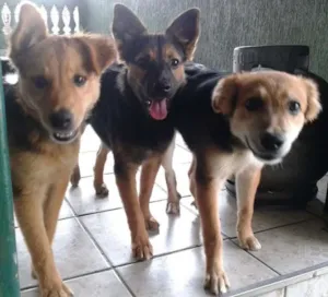 Cachorro raça  idade 2 anos nome pretinha, max, bob