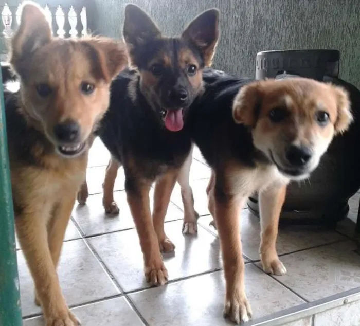 Cachorro ra a  idade 2 anos nome pretinha, max, bob