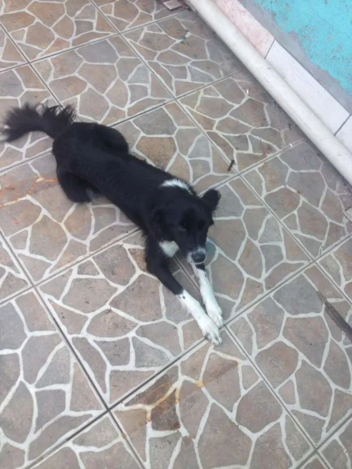 Cachorro ra a Border Collie idade 1 ano nome Pandora