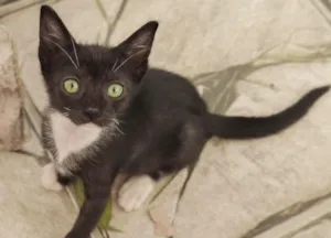 Gato raça  idade Abaixo de 2 meses nome Exploradora