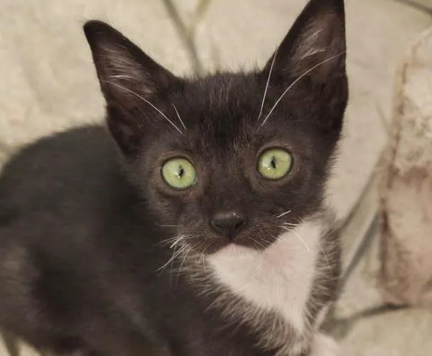 Gato raça  idade Abaixo de 2 meses nome Exploradora