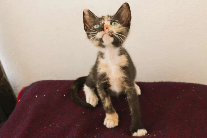 Gato raça  idade Abaixo de 2 meses nome Tinhi
