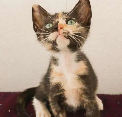Gato raça  idade Abaixo de 2 meses nome Tinhi