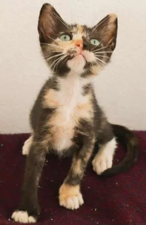 Gato raça  idade Abaixo de 2 meses nome Tinhi