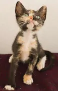 Tinhi