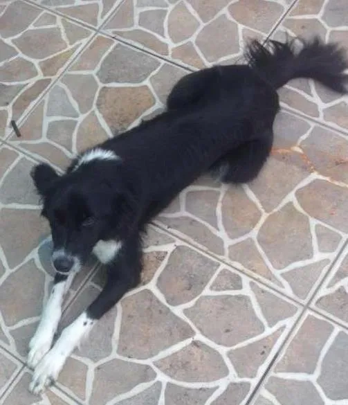 Cachorro ra a Border Collie idade 1 ano nome Pandora