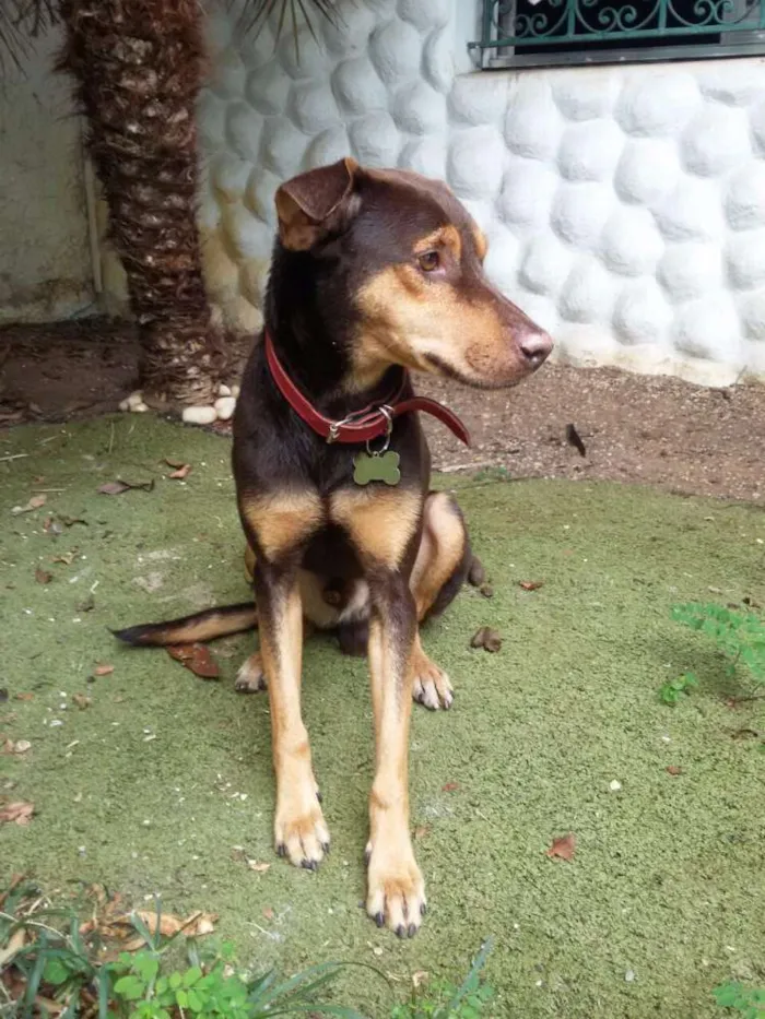 Cachorro ra a Vira-Lata idade  nome Tom