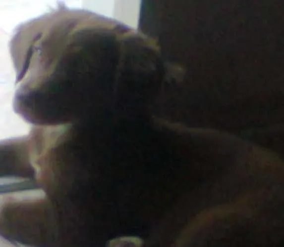 Cachorro ra a SRD idade 2 anos nome Luke