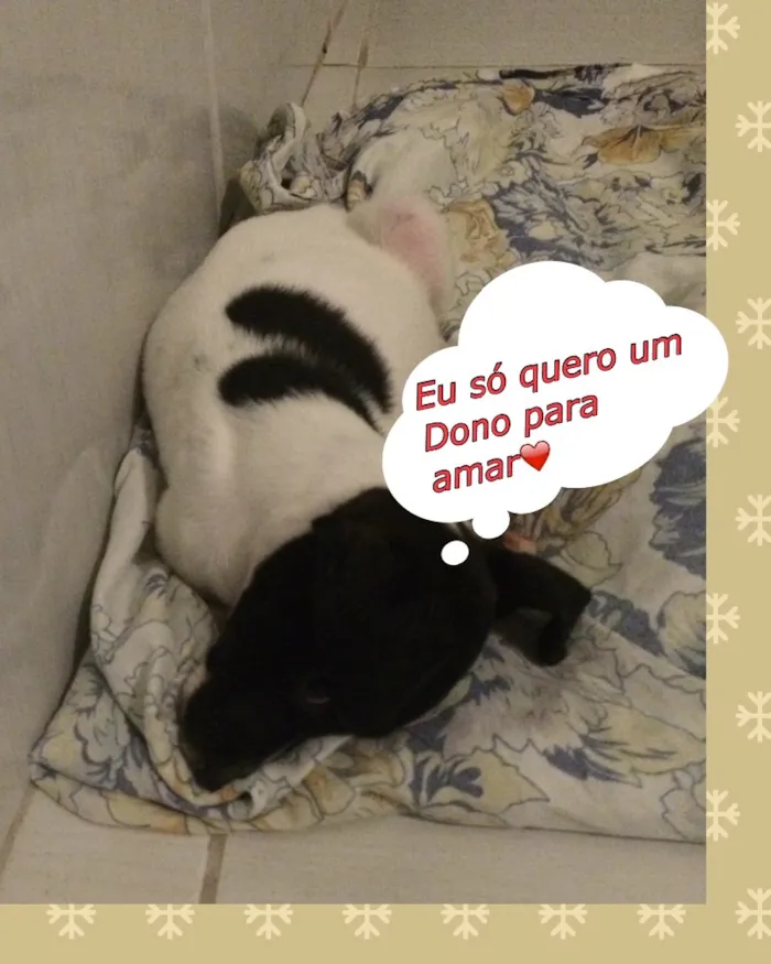 Cachorro ra a Indefinida  idade Abaixo de 2 meses nome Tino