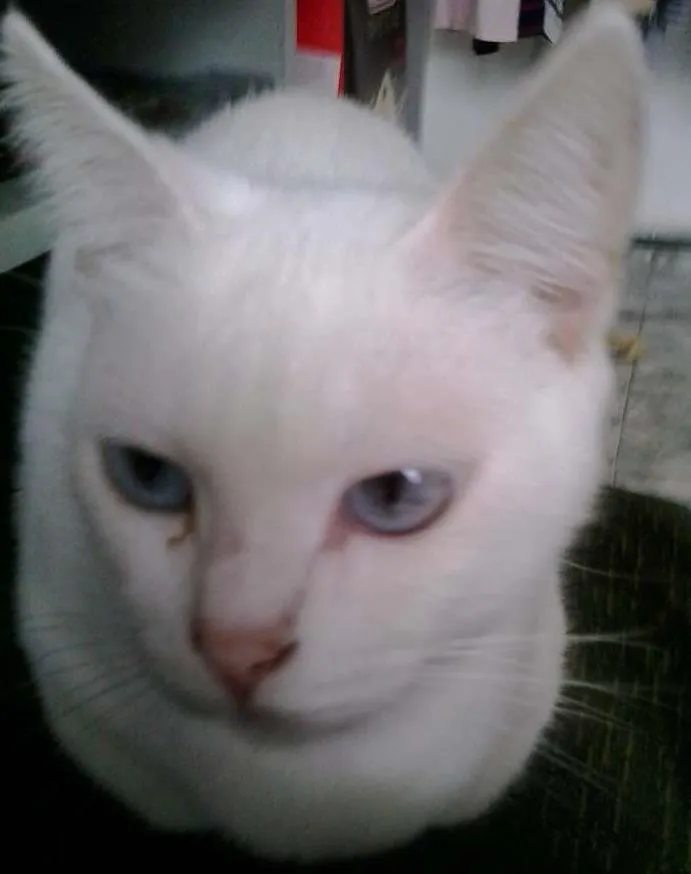 Gato ra a srd idade 7 a 11 meses nome Mel e Gigi