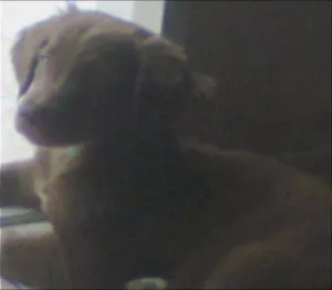 Cachorro raça SRD idade 2 anos nome Luke