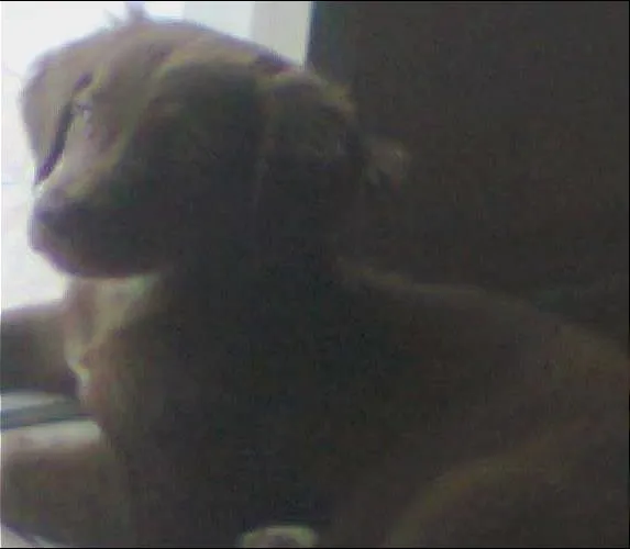 Cachorro ra a SRD idade 2 anos nome Luke