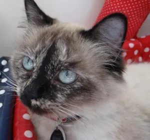Gato raça SRD idade 3 anos nome Fiona