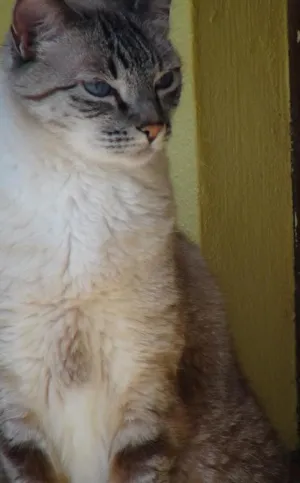 Gato raça SRD idade 6 ou mais anos nome Sofia